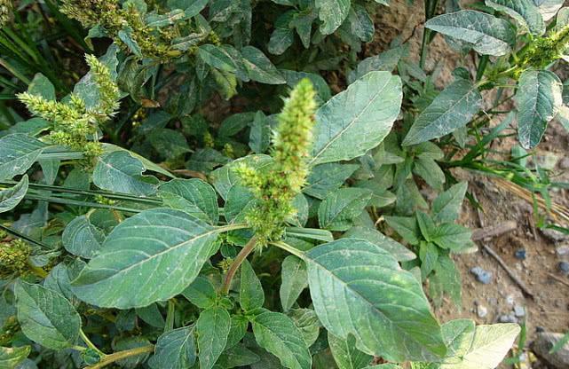 路边常见的一种野草，农村人见到它就摘，是天然野菜也是极好药材