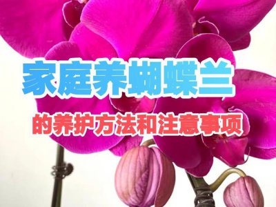 ​家庭养蝴蝶兰的养护方法和注意事项