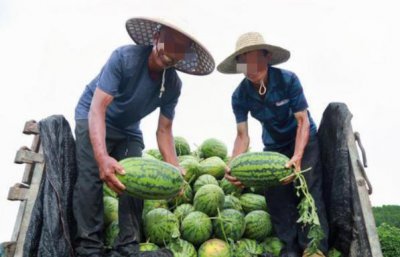 ​湖南瓜农与城管发生冲突,被4名城管打死,为何主犯最高才判11年？