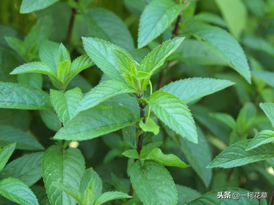 ​薄荷怎么繁殖？4种方法介绍，新手也能掌握