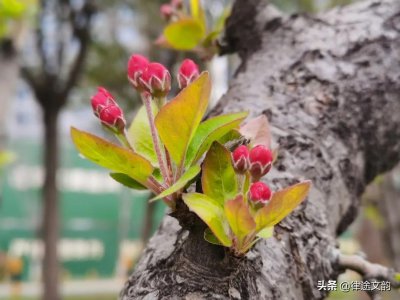 ​林徽因：一首桃花