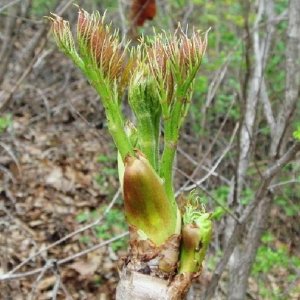 ​东北的山野菜到底都有哪几种