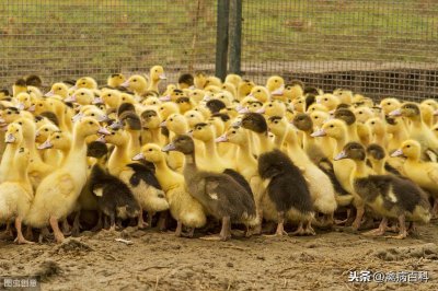 ​鸭子比鸡好养？何出此言？鸭传染性浆膜炎你了解多少？